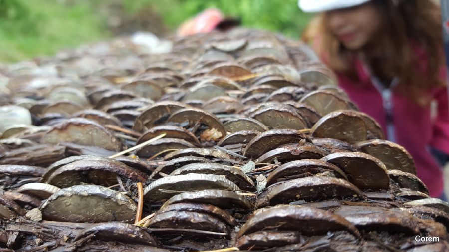 מטבעות בתוך גזע העץ